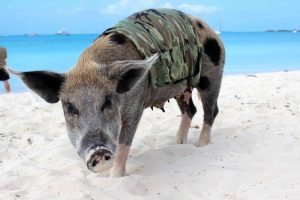 a pig in camo on the beach